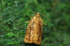 Archips oporana
