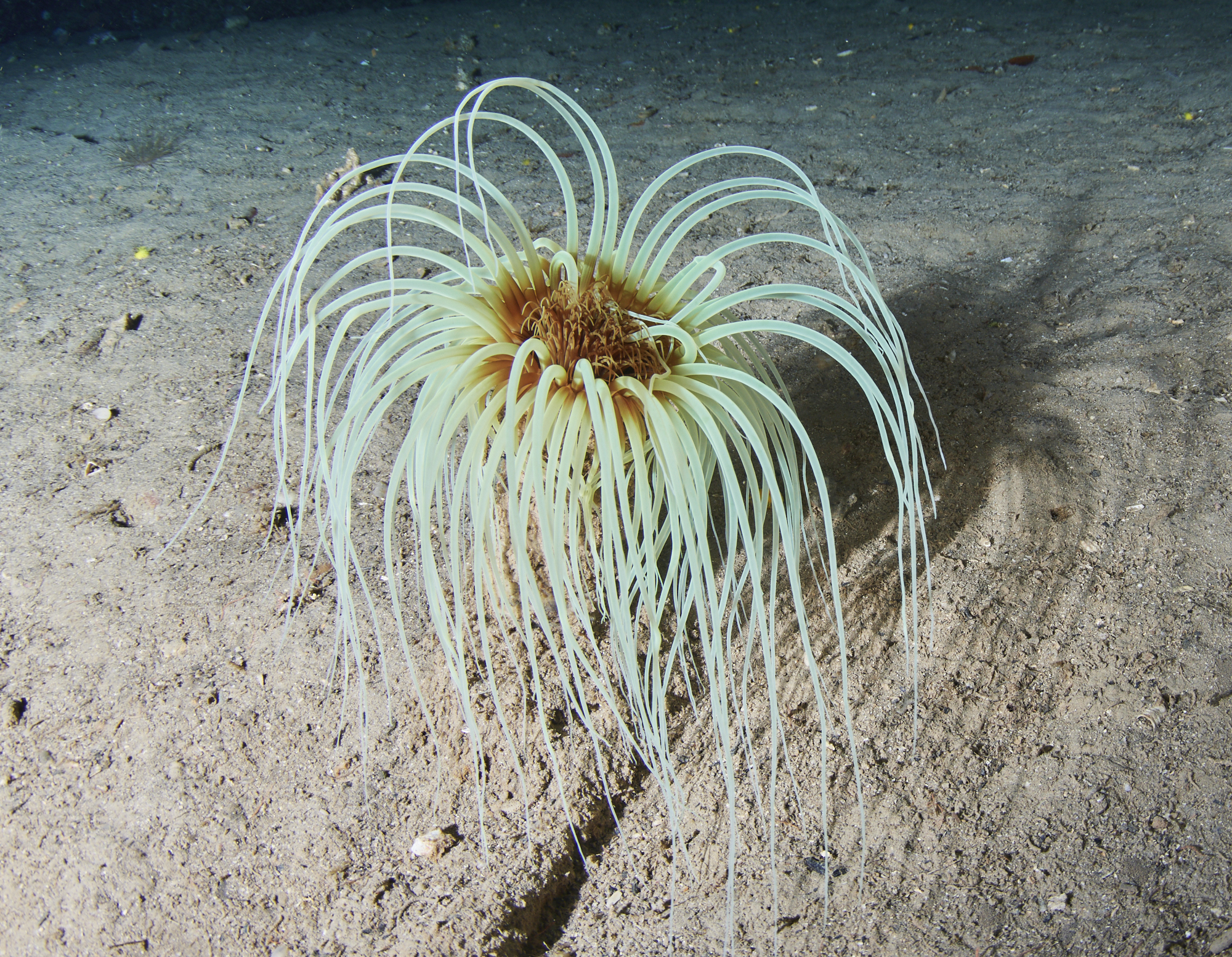 Cylinder Anemone (Cerianthus membranaceus) · iNaturalist