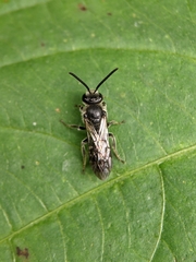 Lasioglossum sexnotatum