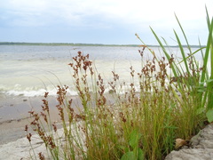 Juncus compressus