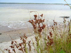 Juncus compressus