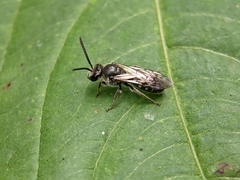 Lasioglossum sexnotatum