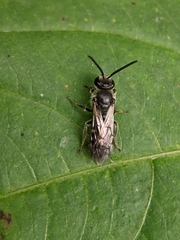 Lasioglossum sexnotatum