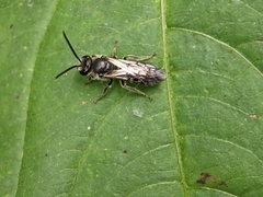 Lasioglossum sexnotatum