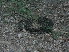 Bothrops pubescens