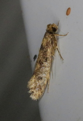 Niditinea fuscella