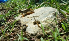 Lithobates spectabilis