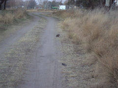 Cavia