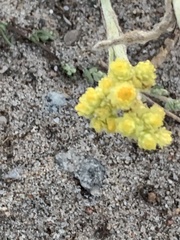 Helichrysum arenarium