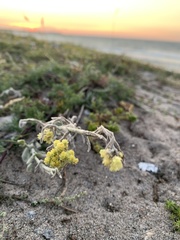 Helichrysum arenarium