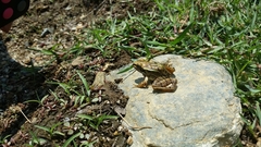Lithobates spectabilis