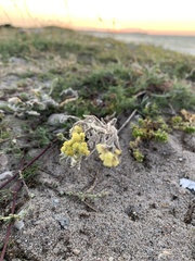 Helichrysum arenarium