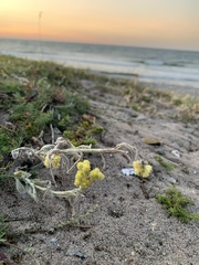 Helichrysum arenarium