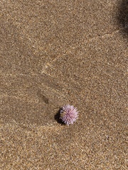 Psammechinus miliaris