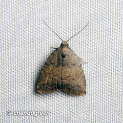 Anachrostis