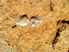 Anadara kagoshimensis