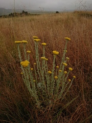 Helichrysum callicomum