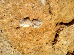 Anadara kagoshimensis