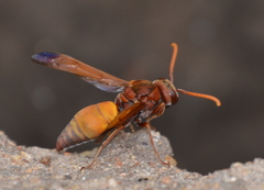 Antodynerus radialis