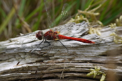 Sympetrum sanguineum