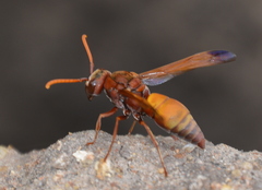 Antodynerus radialis