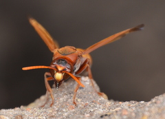 Antodynerus radialis