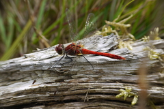 Sympetrum sanguineum