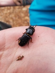 Odontotaenius disjunctus