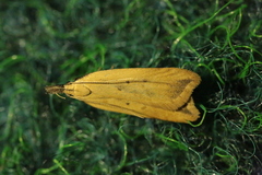 Dichomeris limosellus