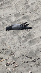 Columba livia domestica