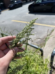 Chenopodium album