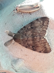 Lymantria dispar dispar