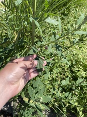 Chenopodium album