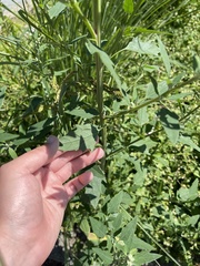 Chenopodium album