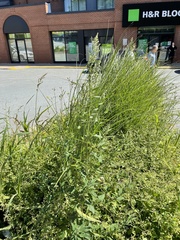 Chenopodium album