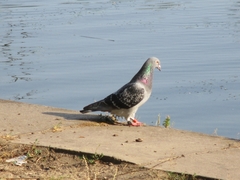 Columba livia domestica