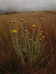 Helichrysum callicomum