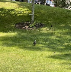 Columba livia domestica