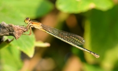 Ischnura senegalensis