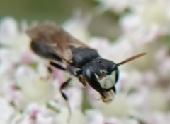 Hylaeus