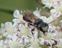 Hylaeus