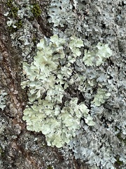 Flavoparmelia caperata