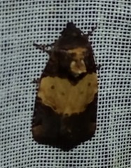 Hampsonodes naevia