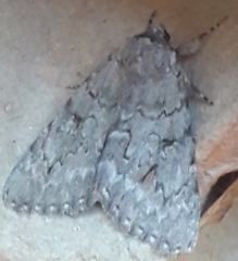 Catocala habilis