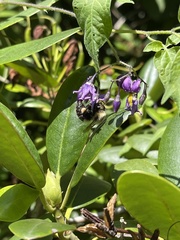 Bombus
