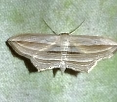 Arcobara multilineata