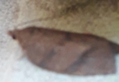 Argyrotaenia juglandana