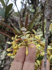 Epidendrum scytocladium