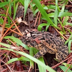 Incilius porteri