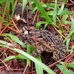 Incilius porteri